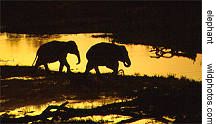 elephants at dusk, Corbett Park