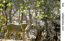 young Gir lion