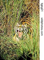 growling tiger in Bandhavgarh
