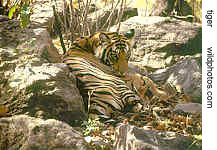 camouflaged tiger resting in dried Sal leaves & rocks, Bandhavgarh, M.P.